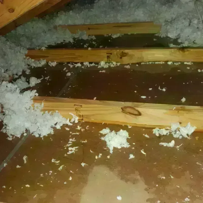 Attic Water Damage in Ridge Manor, FL