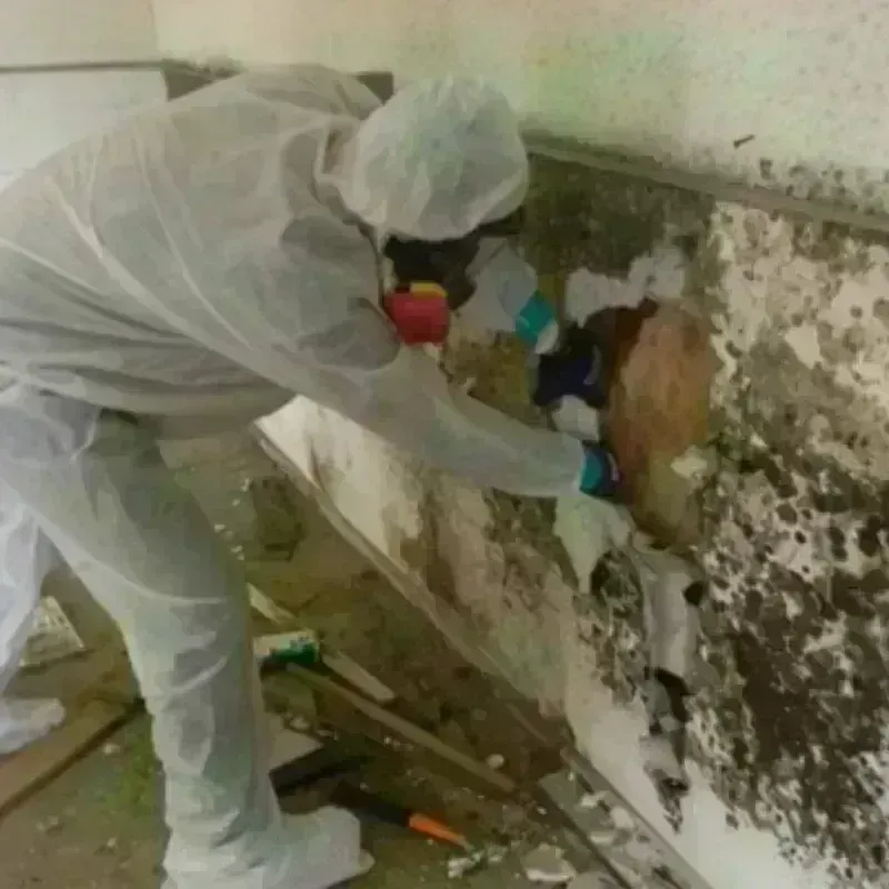 Mold Remediation and Removal in Ridge Manor, FL